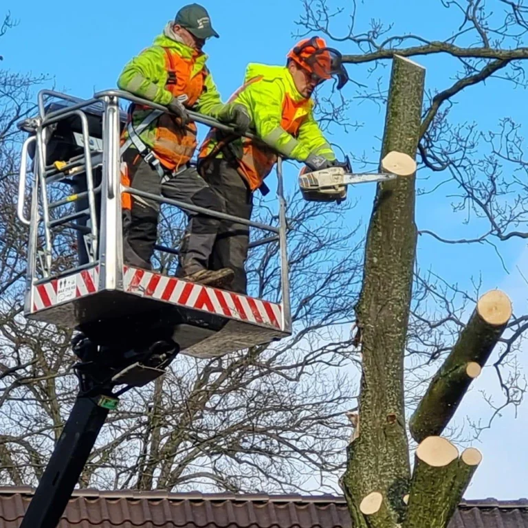 Gartenprofi-Goeris-Gartenpflege-11