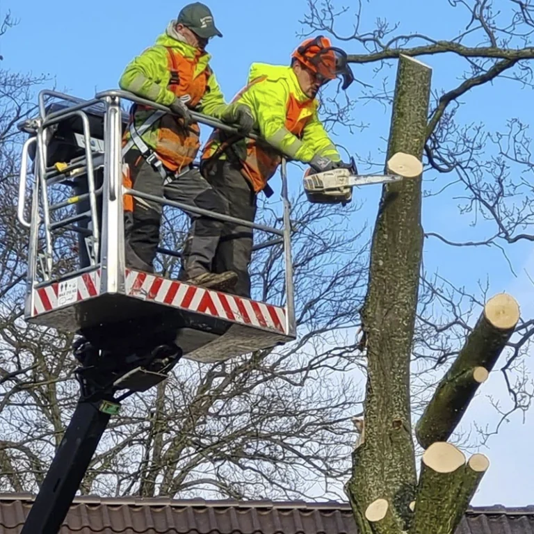 Gartenprofi-Start-Galerie-2